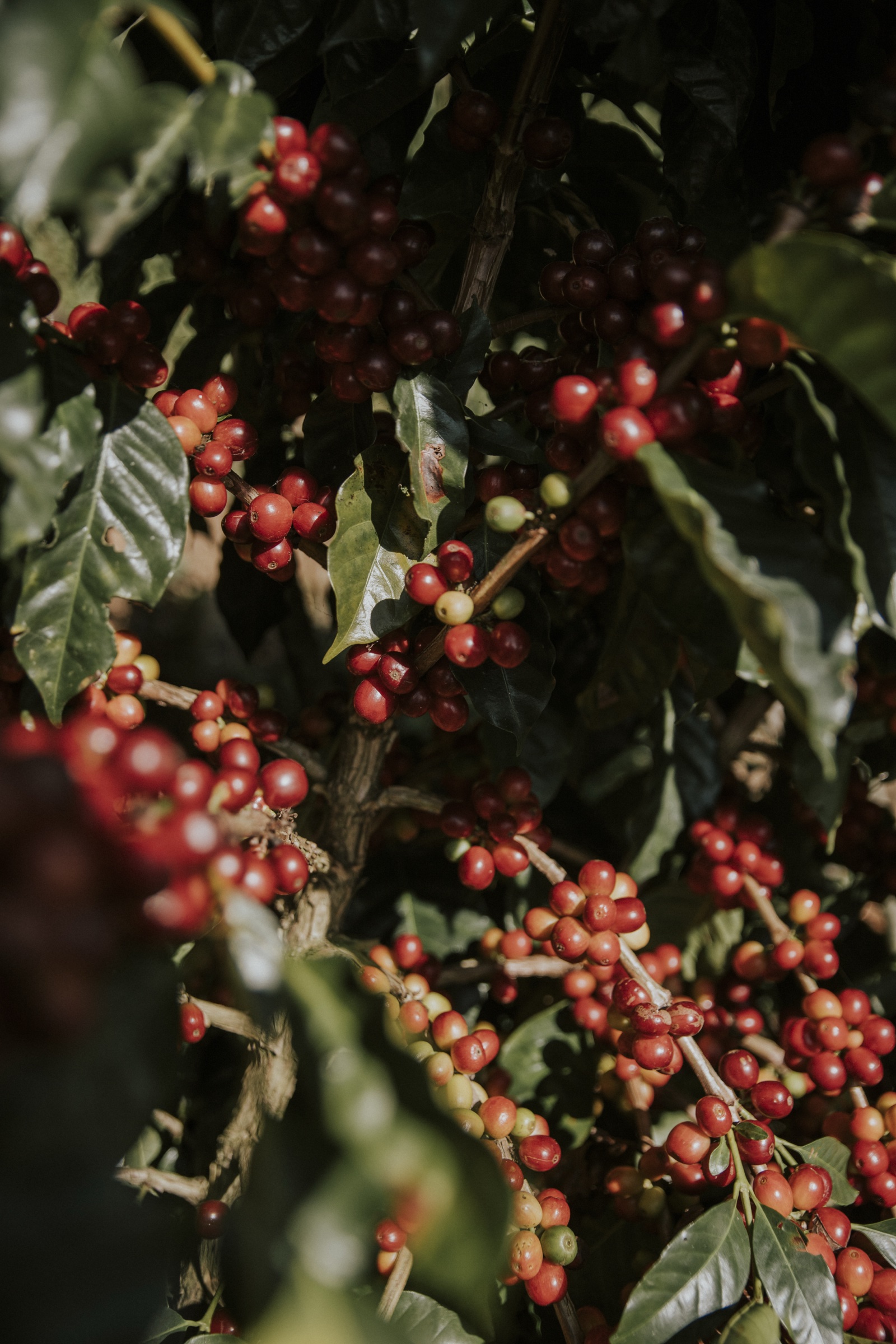Café La María — granos de café de origen
